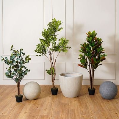 Toona Plant-170 CM