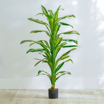 Dracaena Plant-150 CM - Image 2