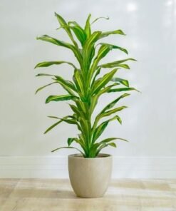 Dracaena Plant-150 CM - Image 3