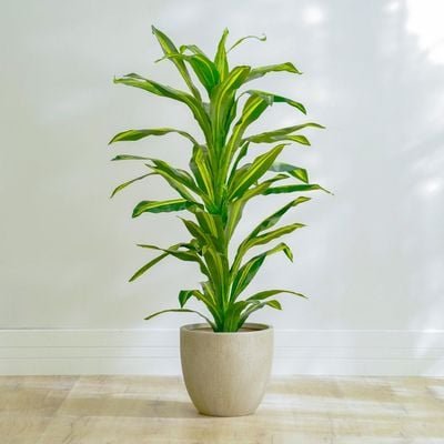 Dracaena Plant-150 CM - Image 3