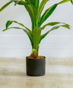 Dracaena Plant-150 CM - Image 4