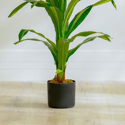 Dracaena Plant-150 CM - Image 4