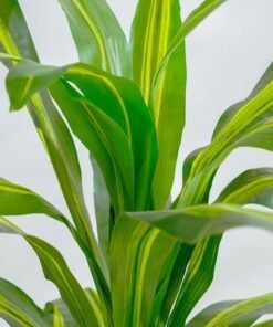 Dracaena Plant-150 CM - Image 5