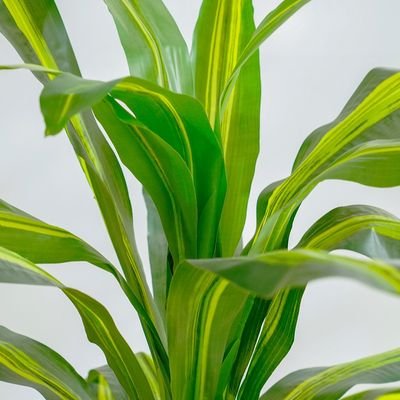 Dracaena Plant-150 CM - Image 5