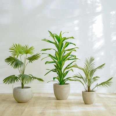 Dracaena Plant-150 CM