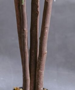 Artificial Olive Tree - Natural Wood Trunk - 180 cm - Image 4