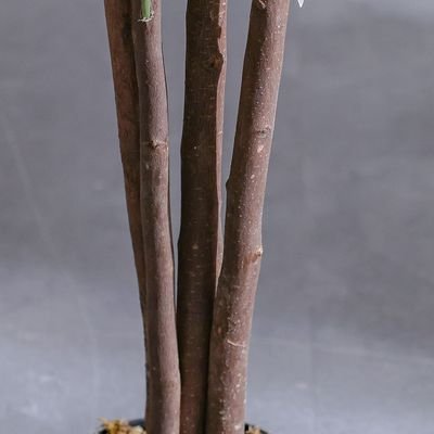 Artificial Olive Tree - Natural Wood Trunk - 180 cm - Image 4