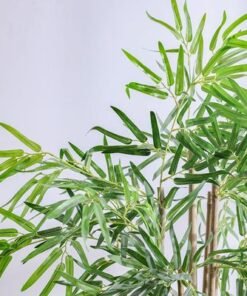 Bamboo 183 Lvs Potted Plant 145Cm - Image 3