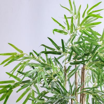 Bamboo 183 Lvs Potted Plant 145Cm - Image 3