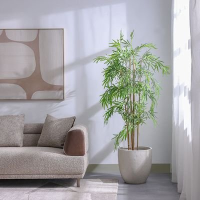 Bamboo 183 Lvs Potted Plant 145Cm