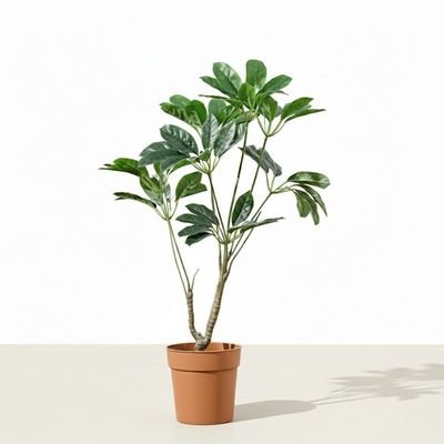 Pot Plant Schefflera 100Cm - Image 2