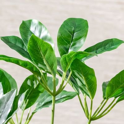 Pot Plant Schefflera 100Cm - Image 4