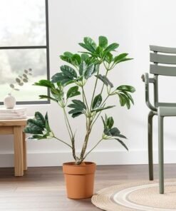 Pot Plant Schefflera 100Cm
