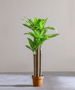 Alternative view of Dracaena Plant 142Cm