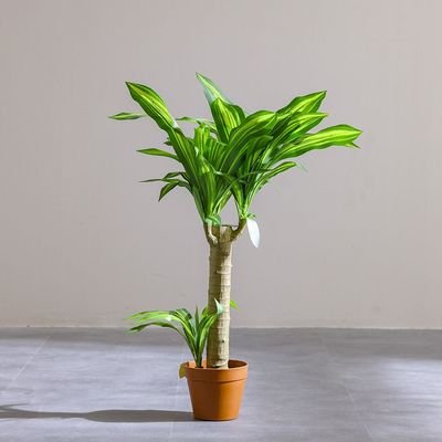 Brazilian Iron Potted Plant55Lvs 107Cm - Image 2