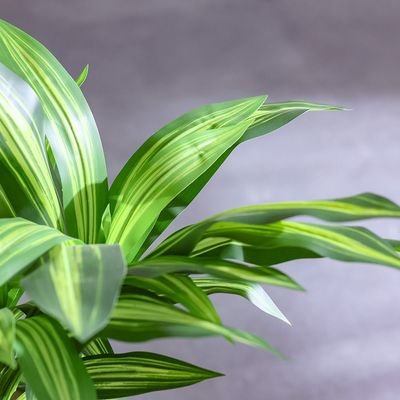 Brazilian Iron Potted Plant55Lvs 107Cm - Image 3