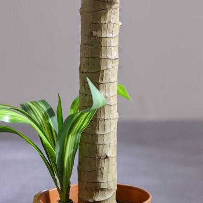 Brazilian Iron Potted Plant55Lvs 107Cm - Image 4