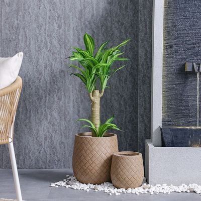 Brazilian Iron Potted Plant55Lvs 107Cm