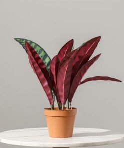 Alternative view of Calathea Plant 75Cm