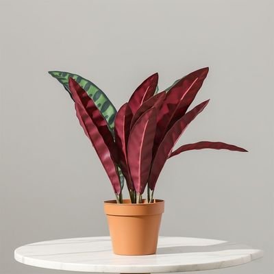 Calathea Plant 75Cm - Image 2