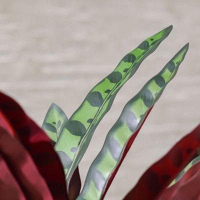 Calathea Plant 75Cm - Image 4