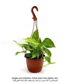 Hanging Money Plant Green