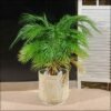 Concrete Planter Pot Garden Plant Pot Indoor Nursery Pot Flower Plant Container For Home Decor For All House Plants, Flowers, and Rose Plant (Small)