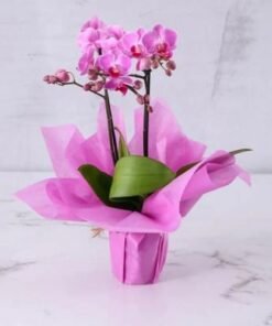 2 Stem Mini Purple Orchid Plant in Purple Wrapping