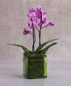 2 Stem Mini Purple Orchid Plant in Vase