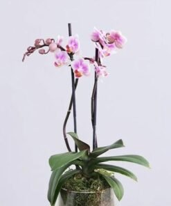 2 Stem Purple Mini Orchid Plant in Cylinder Vase