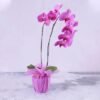 2 Stem Purple Orchid Plant in Purple Wrapping