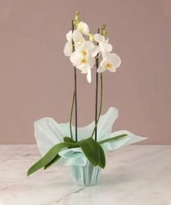 2 Stem White Orchid Plant with Green Wrapping