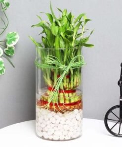3 Layer Lucky Bamboo in Cylinder Vase