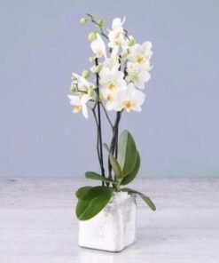 Twin Stem White Orchid Plant in Square Vase