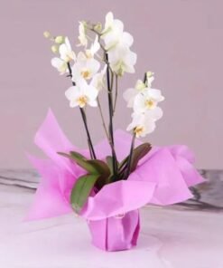 3 Stem White Orchid Plant with Pink Wrapping