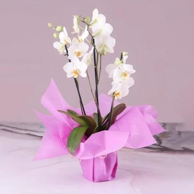 3 Stem White Orchid Plant with Pink Wrapping