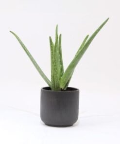 Aloe Vera Plant in Black Pot