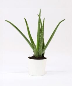 Aloe Vera Plant in White Pot