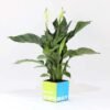 Birthday Peace Lily Plant
