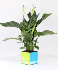 Birthday Peace Lily Plant