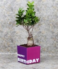 Birthday Bonsai Plant