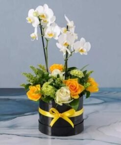 Care Plants and Flowers in Box