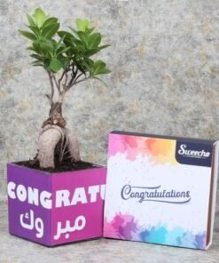 Congratulations Bonsai Plant Chocos