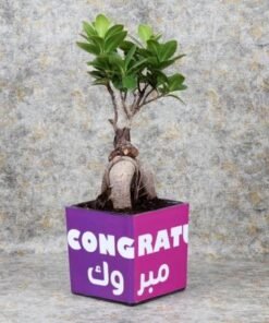 Congratulations Bonsai Plant