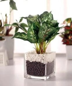 Dieffenbachia Plant in Square Vase