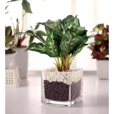Dieffenbachia Plant in Square Vase