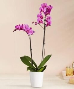 Double Stem Purple Orchid Plant in Pot