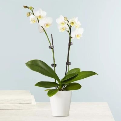 Double Stem White Orchid Plant in Pot