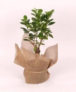 Ficus Ginseng Bonsai Plant