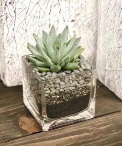 Green Echeveria in Square Vase
